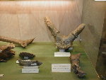 fossielen van Eucladoceros ctenoides