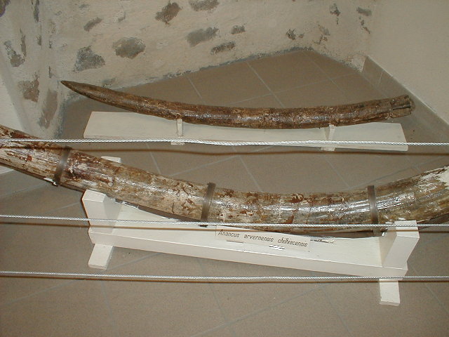 slagtanden Anancus arvernensis