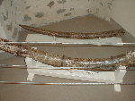 slagtanden Anancus arvernensis