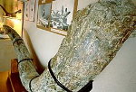  3meter lange slagtand v.Mammuthus meridionalis
