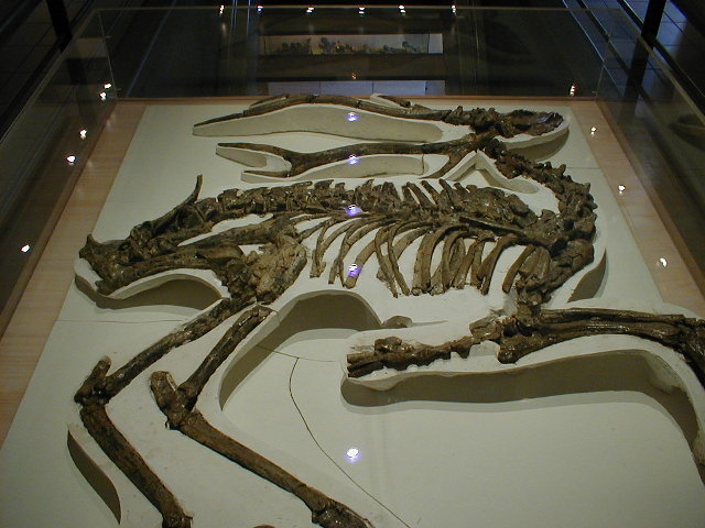 Cervus philisi