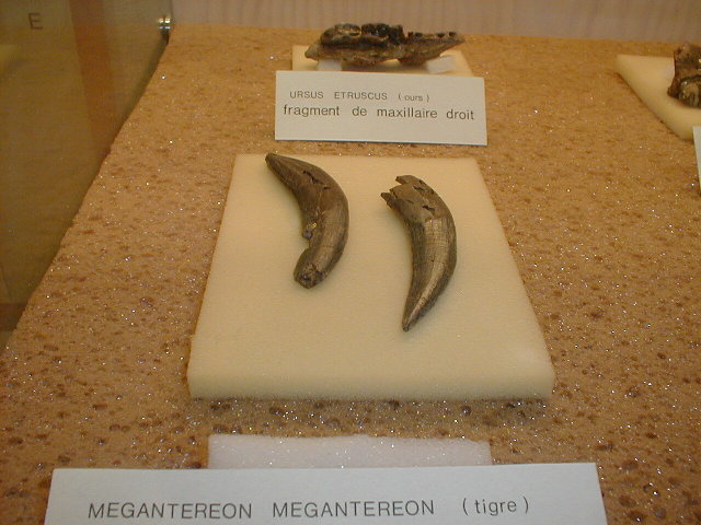 hoektanden sabeltandtijger Megantereon.