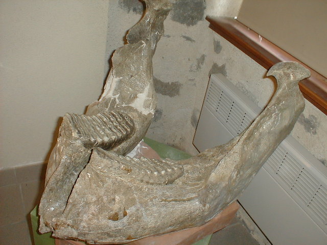 onderkaak Mammuthus meridionalis