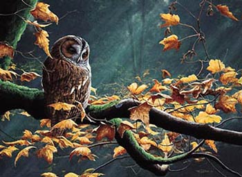 Tawny Owl by Dr. Jeremy Paul