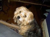 Greta Schmoopy