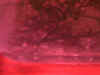 2spawn2fry18.11.jpg (33996 bytes)
