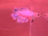 OPfemale1.jpg (27001 bytes)