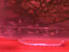 SPAWN2fry18.11.jpg (35474 bytes)