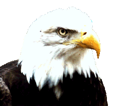 eagle.gif (15181 bytes)