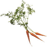 carrot