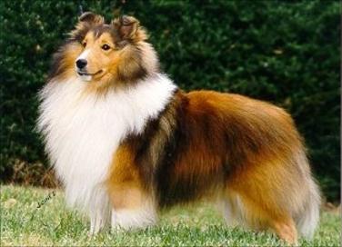 sheltie adults available