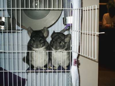 Chi-Chi is on the left, Tidbit is on the right.