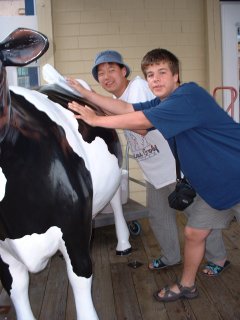 Cow tipping!!
