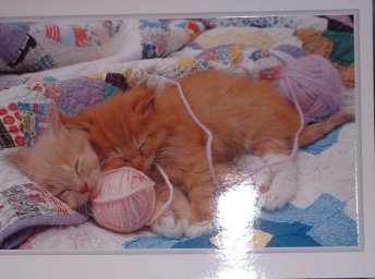 Cute kitty postcard