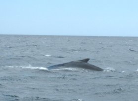 Whale!