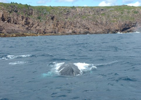 Whale!
