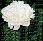 White Carnation