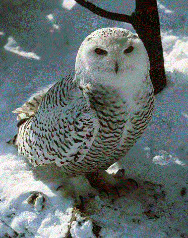 Owl