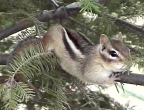 Chipmunkonlimb