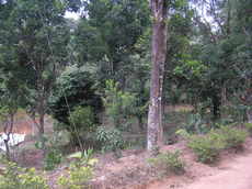 Chirpy Haven Bed and Breakfast - Madikeri, Kodagu
