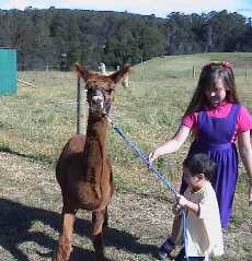 Alpaca