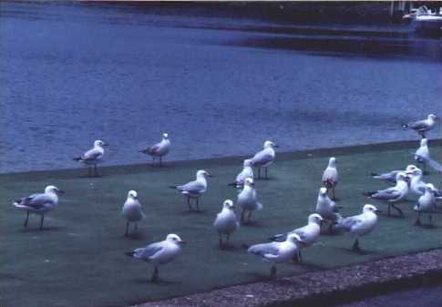 Birds