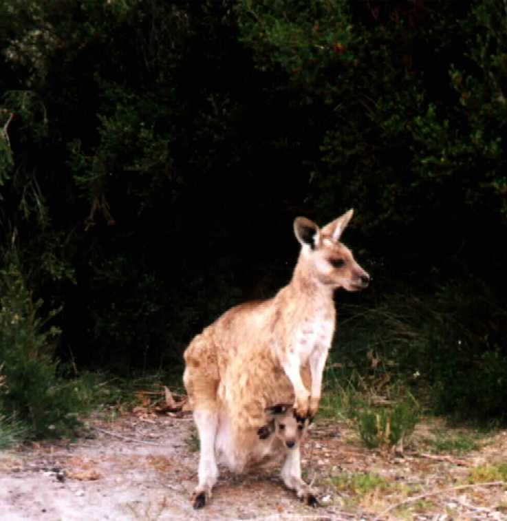 Kangaroo