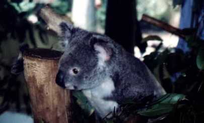 Koala Bear
