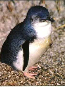 Penguin