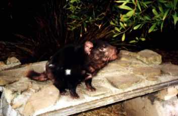 Tasmanian Devil