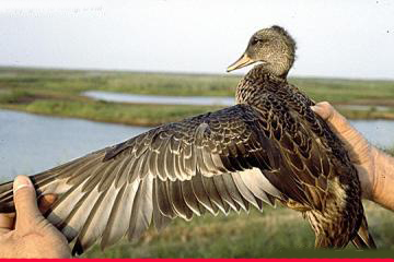 aa