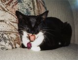 what an awesome picture of my cat