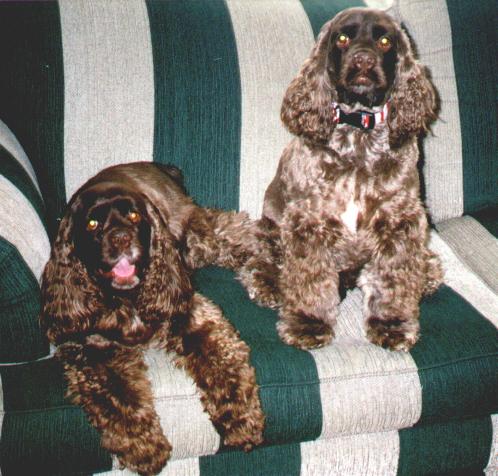 2 Chocolate adults