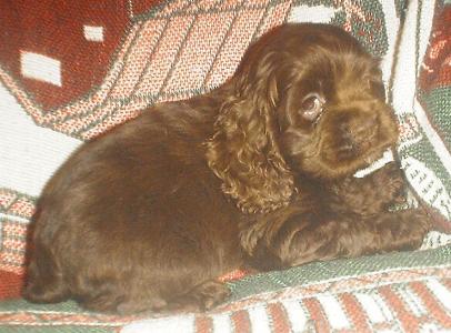 female pup