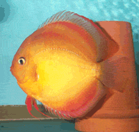 discus