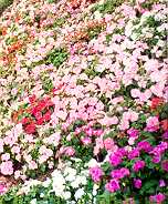 flora.jpg (11028 bytes)