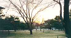 sk-tree.jpg (7708 bytes)