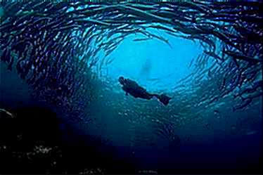 Barracuda