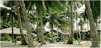 coconut trees