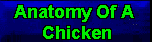 Anatomy Of A Chicken