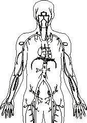 Angiographie.gif