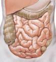 Bauch