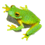 coqui gif