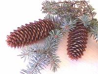 Pine Cone Operation