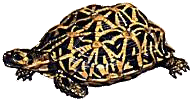 reptile
