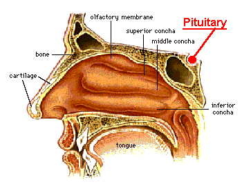 Gif Image of Nose
