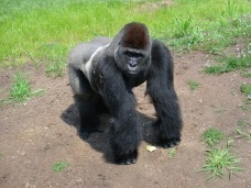 Philly Zoo Primates
