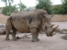 Phoenix Zoo