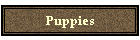 Puppies