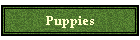 Puppies